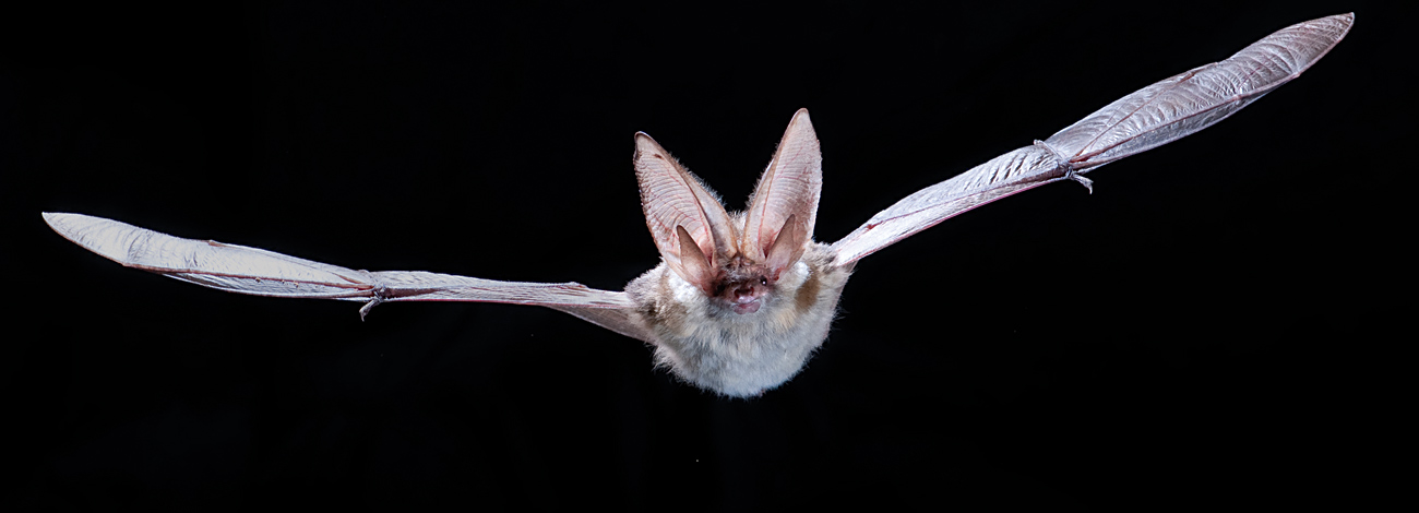 Plecotus austriacus