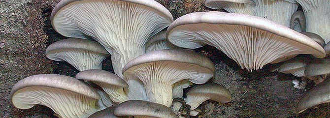 Pleurotus ostreatus