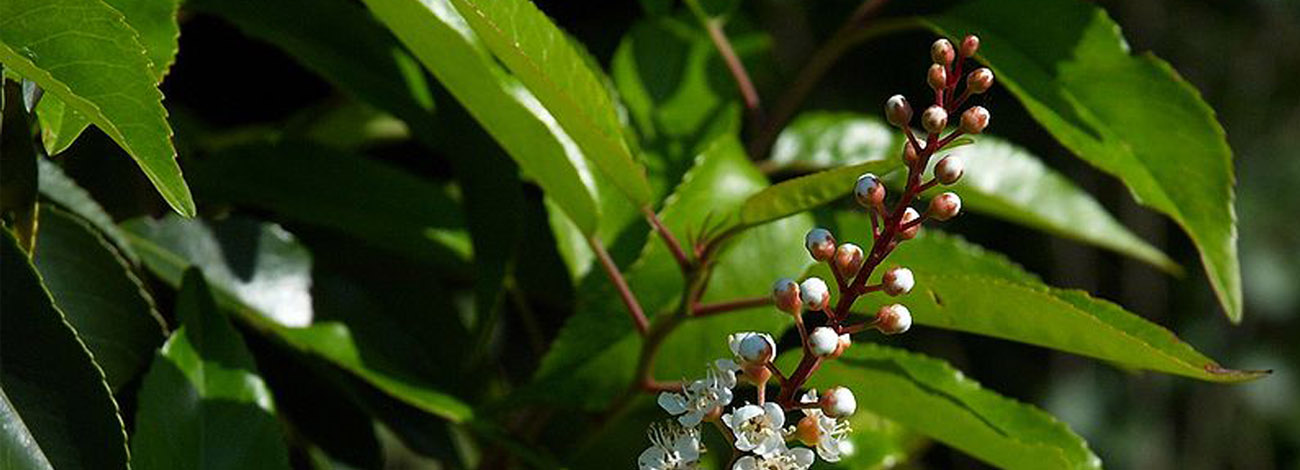 Prunus lusitanica