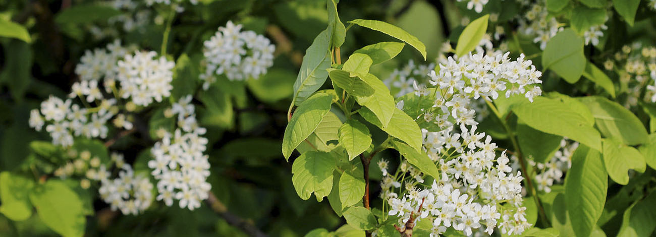 Prunus padus