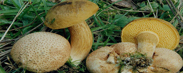 Pseudoboletus parasiticus