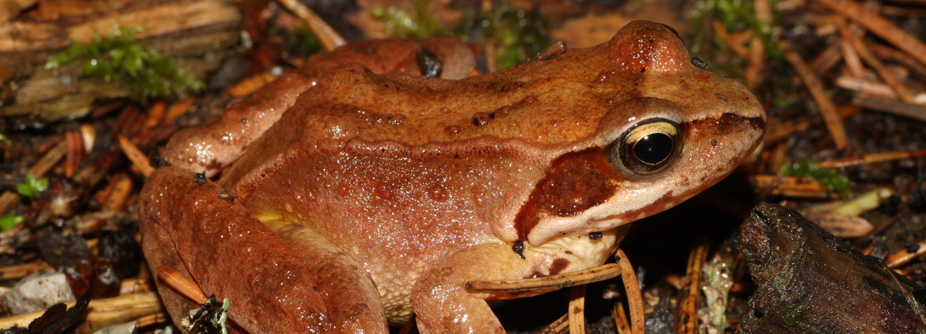 Rana dalmatina
