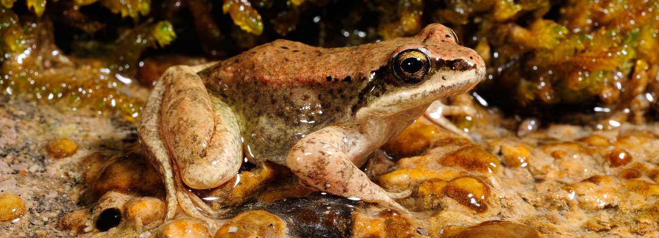 Rana pyrenaica