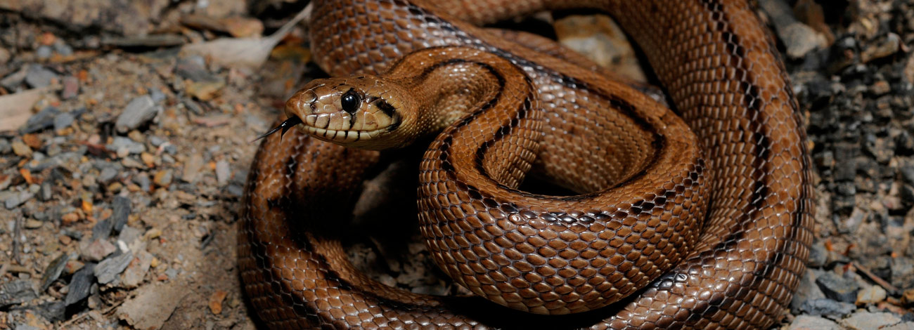 Rhinechis scalaris