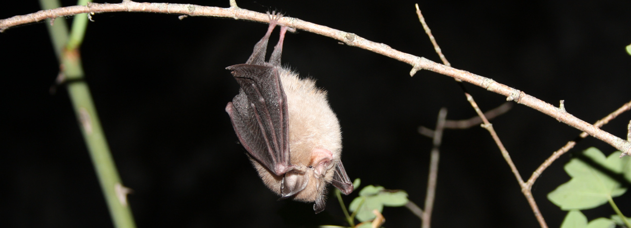 Rhinolophus hipposideros