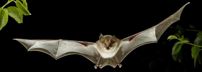 Rhinolophus euryale