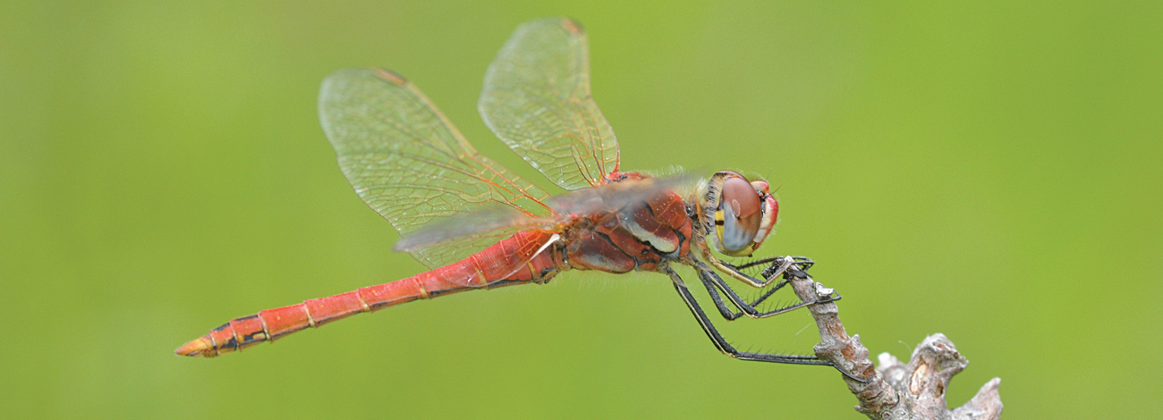 Sympetrum fonscolombii