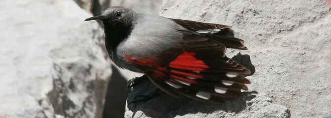 Tichodroma muraria
