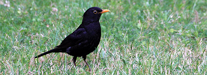 Turdus merula