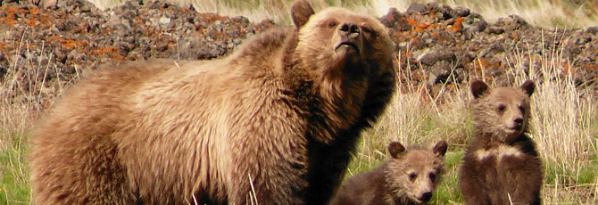Ursus arctos