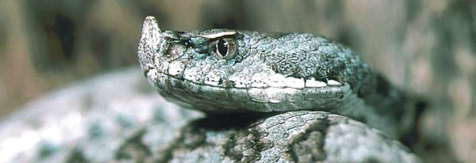 Vipera latastei