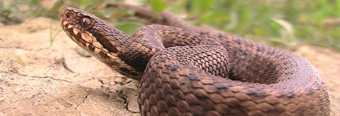 Vipera seoanei