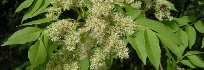Fraxinus ornus