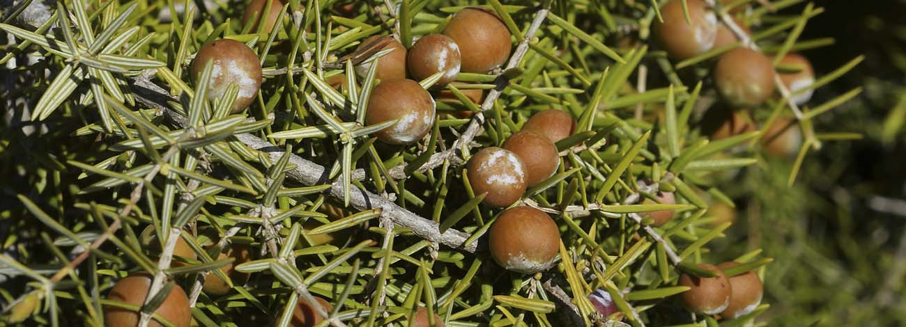 Juniperus oxycedrus