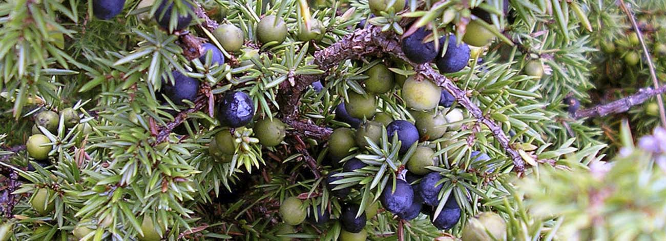 Juniperus communis