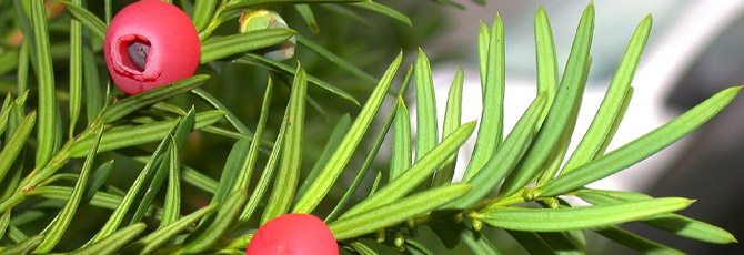 Taxus baccata