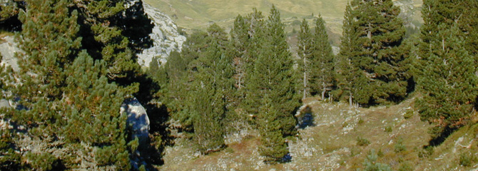 Pinadi alpetarrak